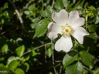 Rando à Mongervis - Fleurs  Rosier des haies