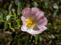 Rando à Mongervis - Fleurs  Rosier à petites fleurs