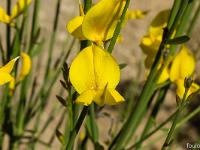 Rando à Mongervis - Fleurs  Spartier (genêt d'Espagne)