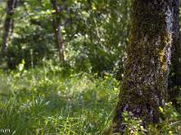 Rando à Mongervis (Sisteron)  Me voici dans les bois