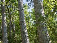 Rando à Mongervis (Sisteron)  Dans les bois