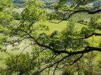 Rando à Mongervis (Sisteron)  Ici des prairies actuellement en fauche