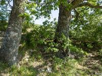 Rando à Mongervis (Sisteron)  Nous somme ici sur un tronçon de GR