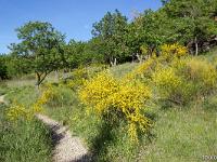 Rando à Mongervis (Sisteron)  Le sentier (vue à contre sens de la marche)