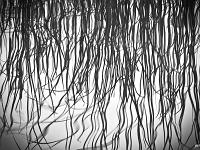 Noir & Blanc - Photos Nature  Reflets dans l'eau ...