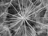 Noir & Blanc - Photos Nature  Ramifications végétales ...