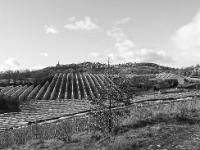 Noir & Blanc - Photos Nature  Upaix et ses vergers de pommiers