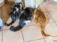 Photos en vrac ! ...  A table ! ...