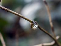 Photos en vrac ! ...  Goutte 1/3