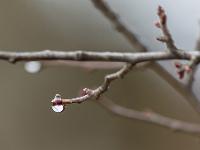 Photos en vrac ! ...  Goutte 3/3