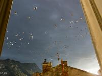 Photos en vrac ! ...  Envol de pigeons