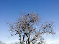 Les paysages  Poirier