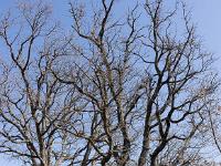 Les paysages  Magnifiques chênes pubescents
