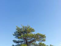 Les paysages  Bel arbre n'est ce pas ? ...