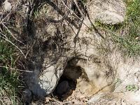 Les paysages  Terrier de blaireau