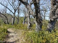 Les paysages  Le sentier sur la crête de Pirigivier en direction du sommet