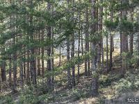 Les paysages  La pinède du Grand Serre aux Boisses