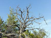 Les paysages  Chêne pubescent