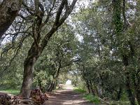 Plateau de Ganagobie (04)  L'allée des Moines qui part du prieuré jusqu'au bord du plateau à l'est au dessus de la vallée de la Durance ...