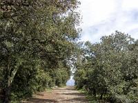 Plateau de Ganagobie (04)  L'allée des Moines appelée jadis le Promenoir ...