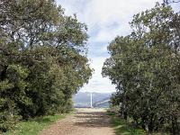 Plateau de Ganagobie (04)  L'allée des Moines ...