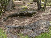 Plateau de Ganagobie (04)  La carrière de meules - Excavation ou une grande meule à été extraite. Ces grandes meules (1,20 de diamètre) étaient destinées aux moulins à huile ...
