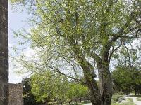 Plateau de Ganagobie (04)  Monastère ND de Ganagobie - Le paysage en arrivant au portail de l'église Notre Dame ...