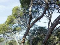 Plateau de Ganagobie (04)  Le plateau - Pin en bordure de plateau à l'Ouest ...