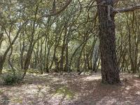 Plateau de Ganagobie (04)  Le plateau - Vue sur la forêt au Sud du plateau ...