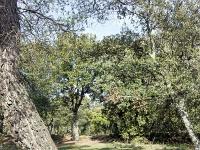 Plateau de Ganagobie (04)  Le plateau - Vue sur la forêt au Sud du plateau ...