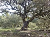 Plateau de Ganagobie (04)  Le plateau - Yeuse séculaire ...