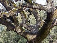 Plateau de Ganagobie (04)  Le plateau - Yeuse séculaire ( autre vue ) ...