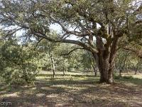 Plateau de Ganagobie (04)  Le plateau - Une autre yeuse majestueuse ...