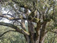 Plateau de Ganagobie (04)  Le plateau - Une autre yeuse majestueuse ( autre vue ) ...