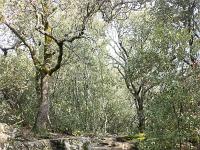 Plateau de Ganagobie (04)  Le plateau - Vue sur le sentier qui longe le plateau à l'Ouest ...