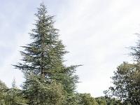 Plateau de Ganagobie (04)  Le plateau - Au centre du plateau ...