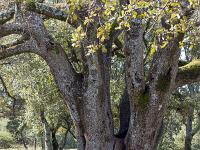 Plateau de Ganagobie (04)  Le plateau - Une autre yeuse séculaire ...