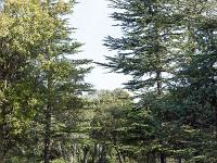 Plateau de Ganagobie (04)  Le plateau - Sous bois vers le centre du plateau ...