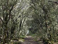 Plateau de Ganagobie (04)  Le plateau - Autre vue sur le sentier ( Ouest ) ...