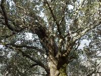 Plateau de Ganagobie (04)  Le plateau - Chêne blanc séculaire ...