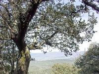 Plateau de Ganagobie (04)  Le plateau -En bordure de plateau ( Ouest ) ...