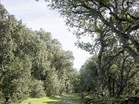 Plateau de Ganagobie (04)  Le plateau - Chemin qui traverse le plateau d'Est en Ouest. Il est bordé à droite des vestiges d'un muret de grosses pierres ...