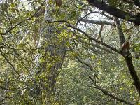 Plateau de Ganagobie (04)  Le plateau - La forêt au centre du plateau ...