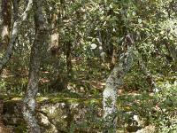 Plateau de Ganagobie (04)  Le plateau - La forêt au centre du plateau ...