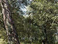 Plateau de Ganagobie (04)  Le plateau - La forêt au centre du plateau ...