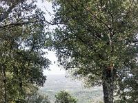 Plateau de Ganagobie (04)  Le plateau - La forêt au abords du plateau ...