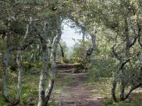 Plateau de Ganagobie (04)  Le plateau - Autre vue sur le sentier ( Ouest ) ...