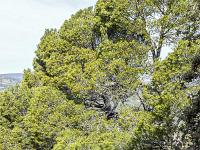 Plateau de Ganagobie (04)  Le plateau - Majestueux pin en bordure de plateau ...