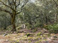 Plateau de Ganagobie (04)  Le plateau - La forêt ...