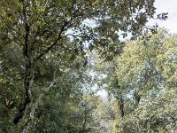 Plateau de Ganagobie (04)  Le plateau - Autre vue sur le sentier ( Ouest ) ...